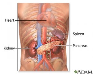 Anatomy of the kidneys