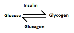 GLUCAGON-LIKE PEPTIDE-1 (GLP-1)