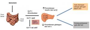GLUCAGON-LIKE PEPTIDE-1 (GLP-1)4