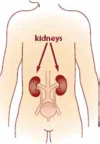 Renal disease-a growing problem with serious consequences