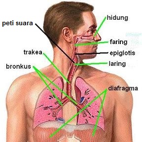 saluran-pernafasan